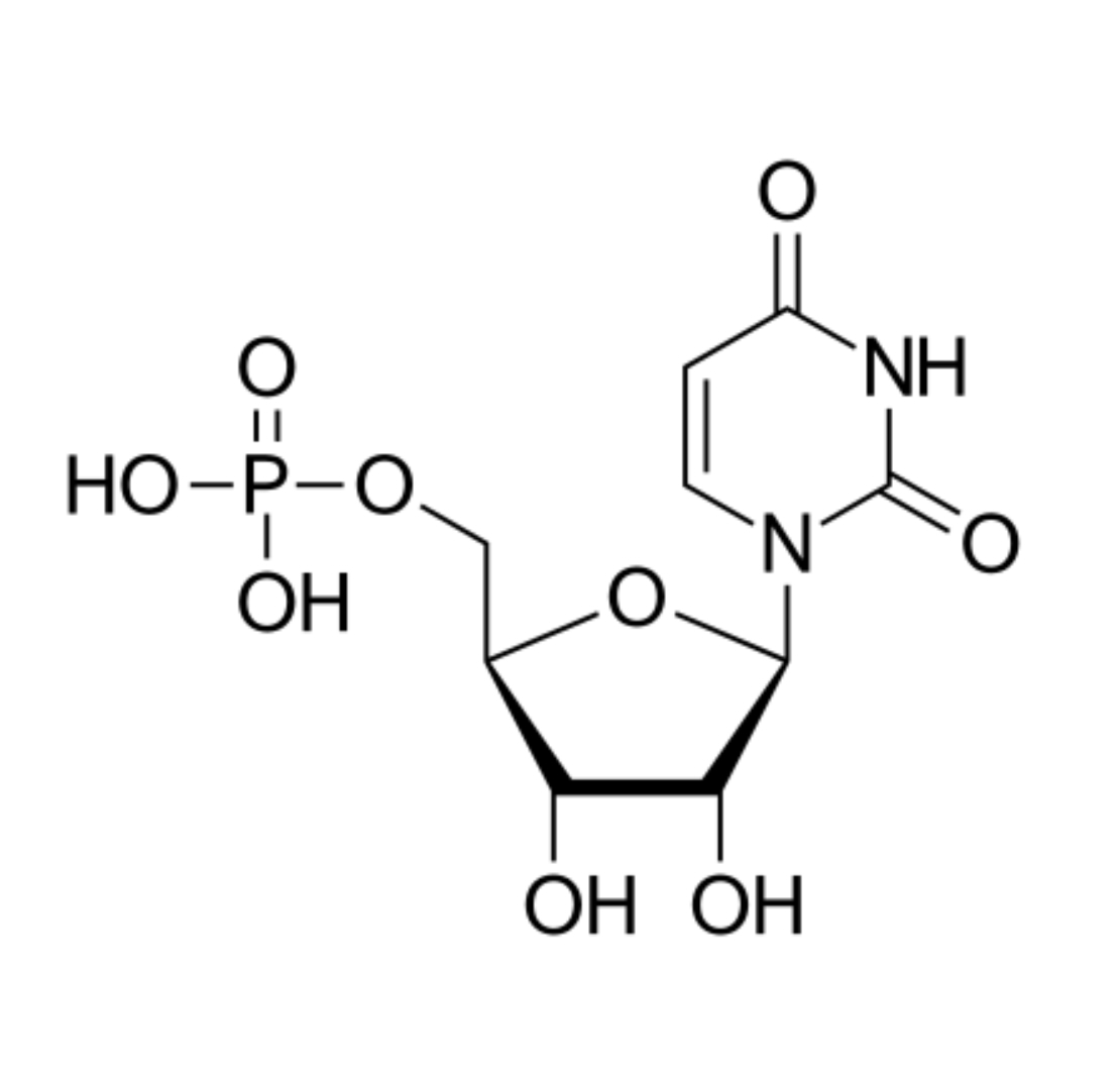 UMP (Uridinmonophosphat)
