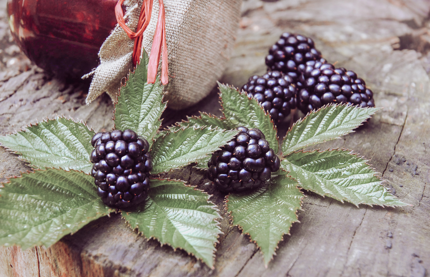 Brombeerblätter