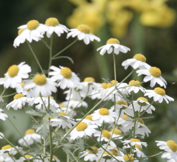 Parthenolide (aus Mutterkraut)