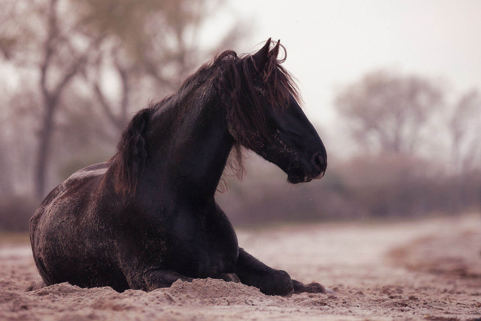 Magengeschwüre beim Pferd