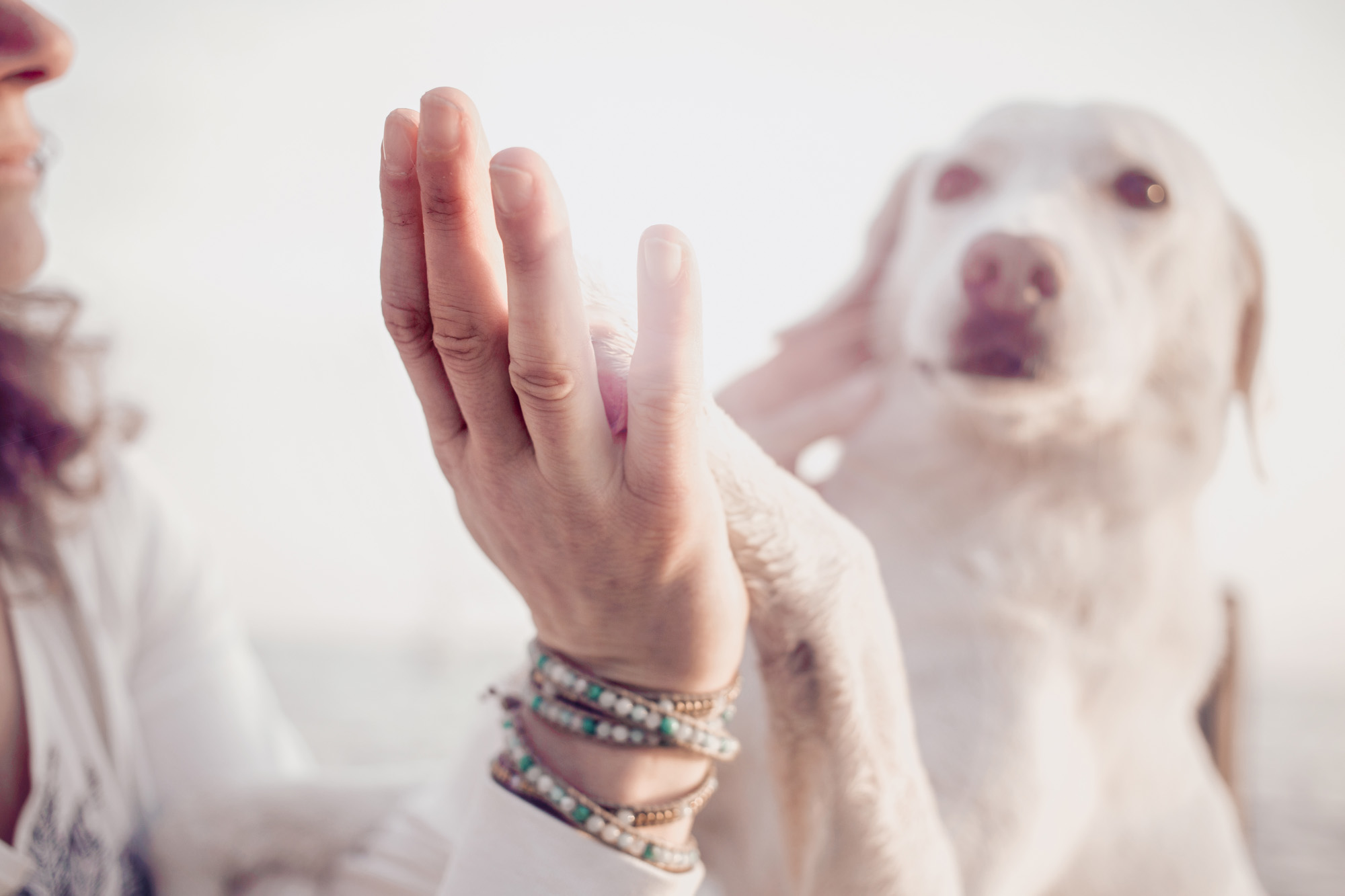 Hunde und die Allergie im Frühjahr