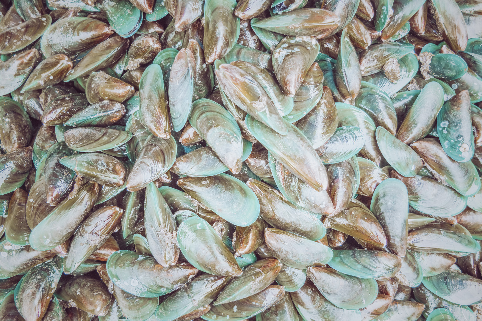 Grünlippmuschel-Extrakt