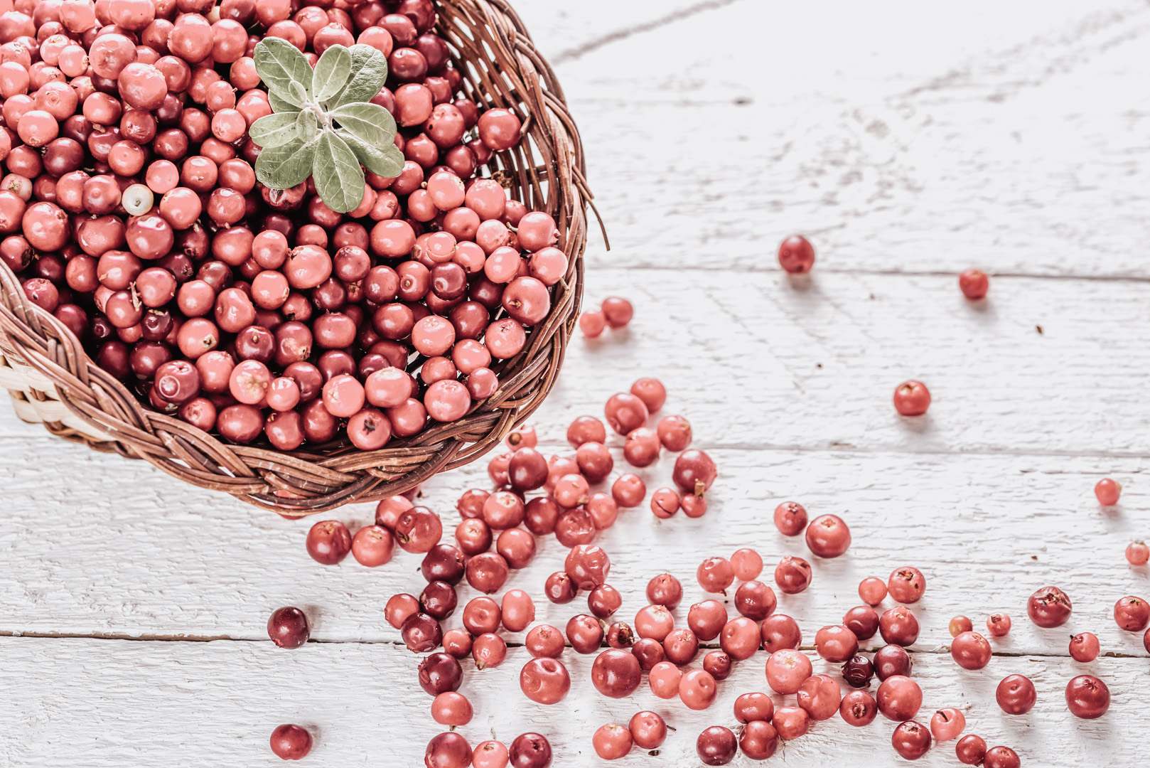Cranberry-Extrakt (CystiCran®)