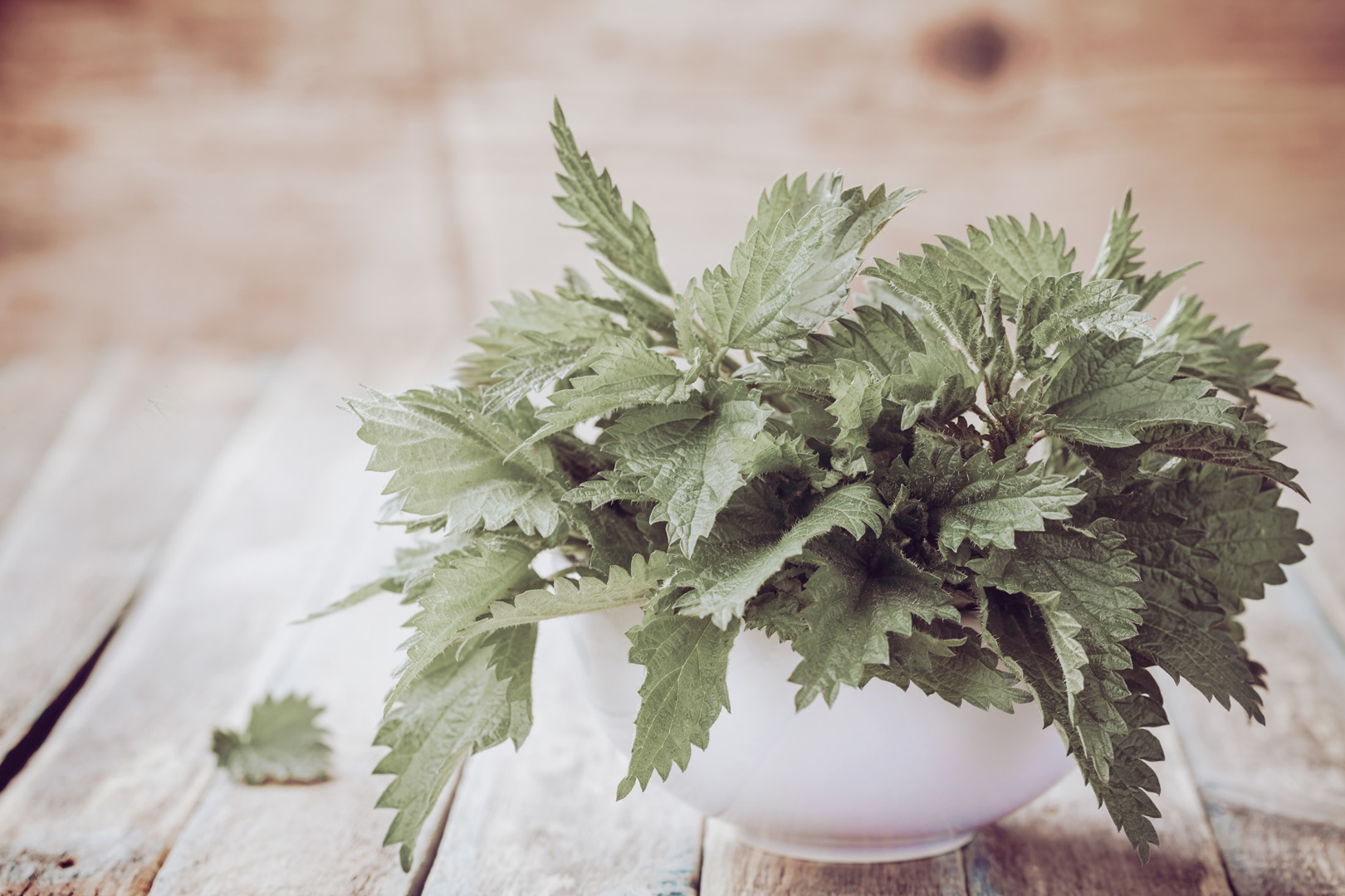 Brennnesselblätter-Extrakt