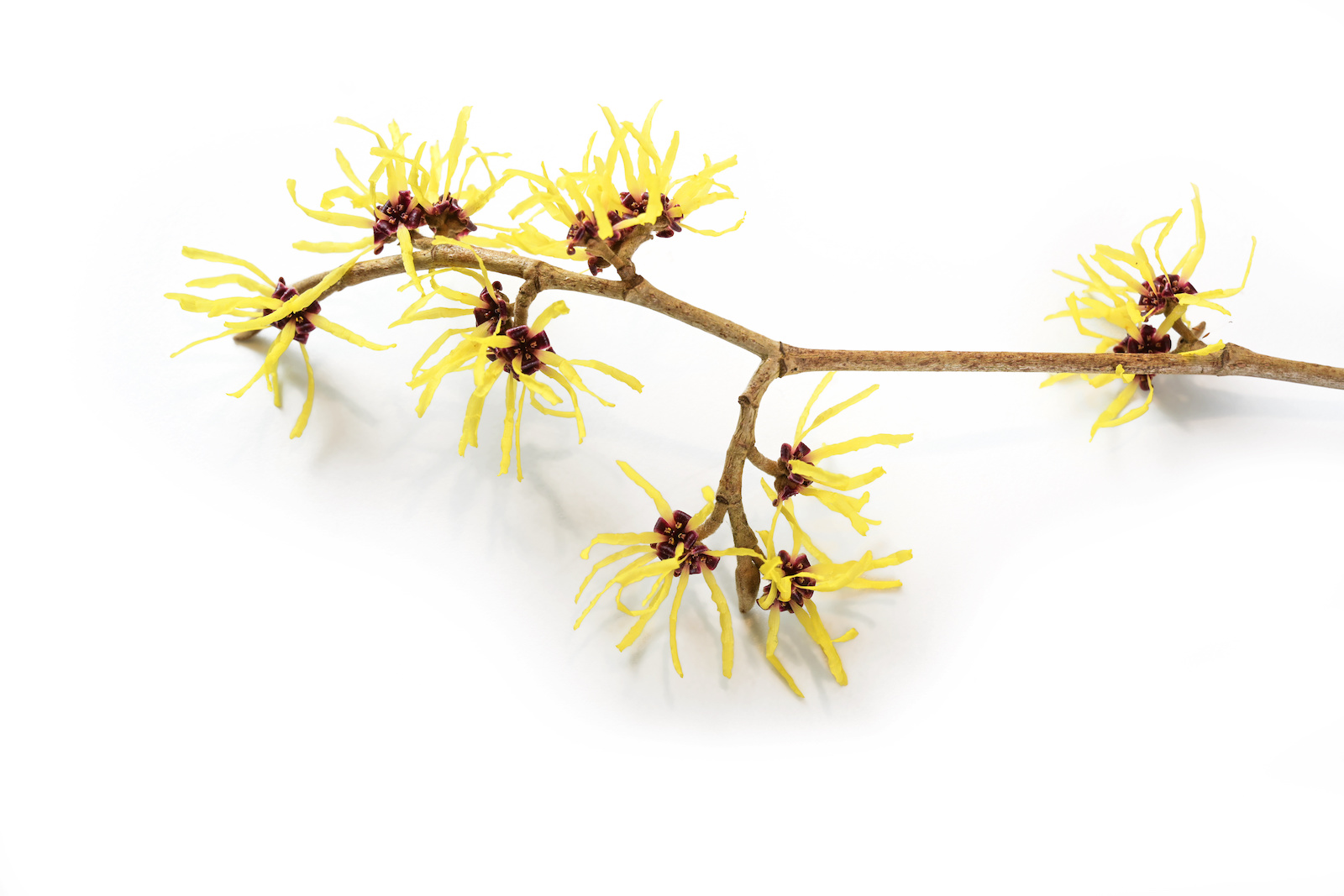 Hamamelis