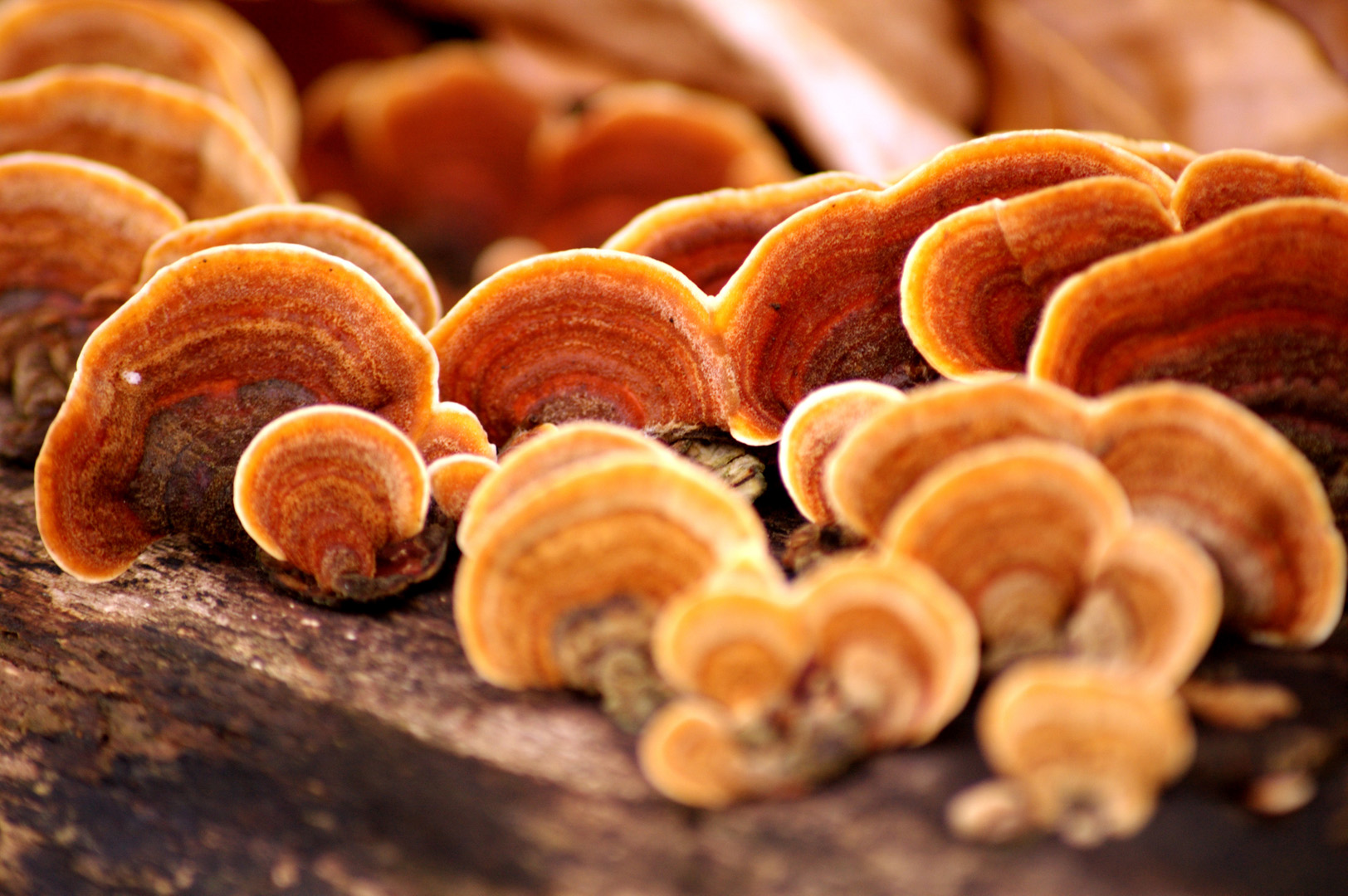 Ganoderma lucidum (Reishi)