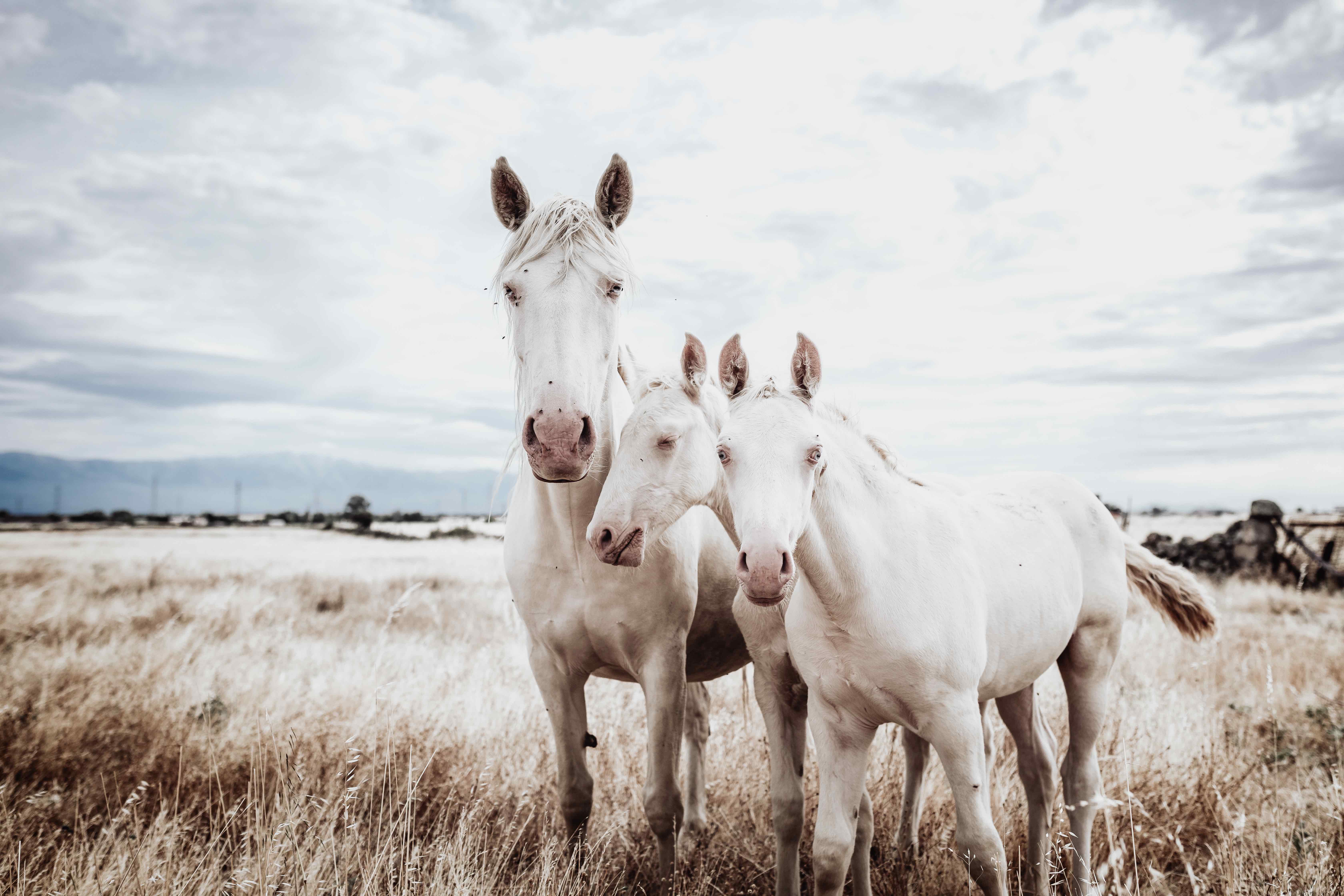 Osteoporose beim Pferd (Osteopenie) - wenn der Knochen schwindet...