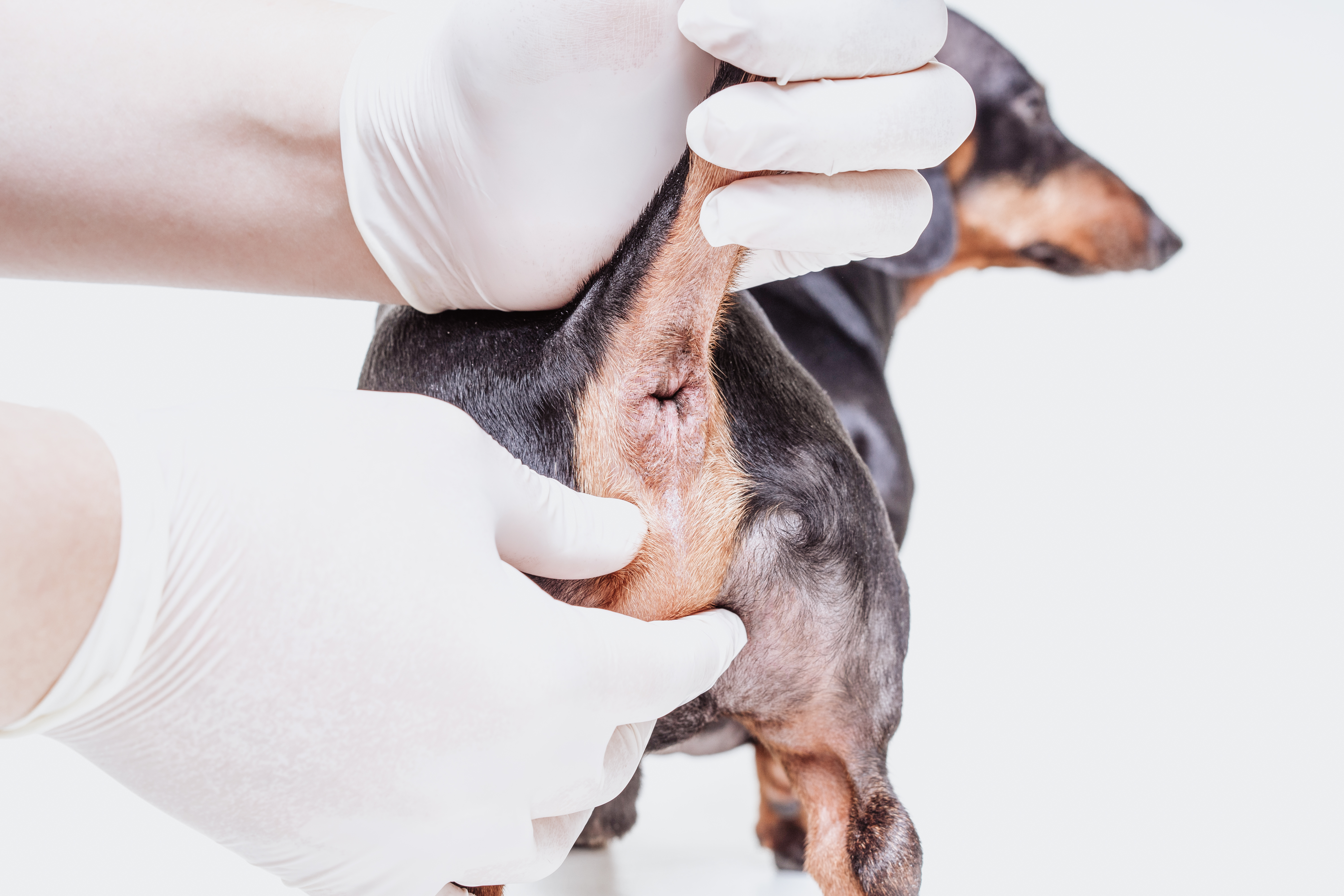 Analbeutelentzündungen, Analbeutelabzess