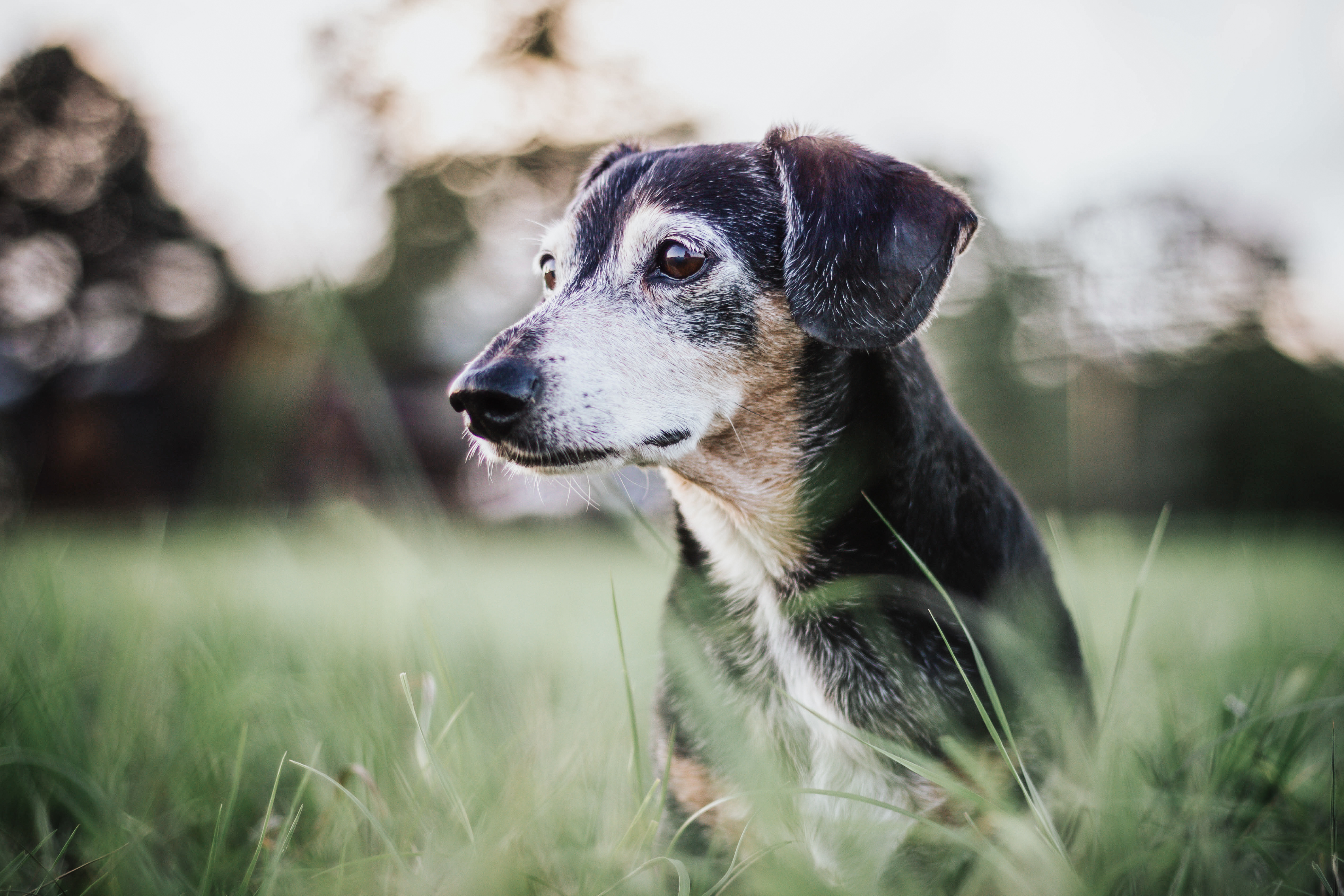 Grasfressen beim Hund - von wegen sauer macht lustig.