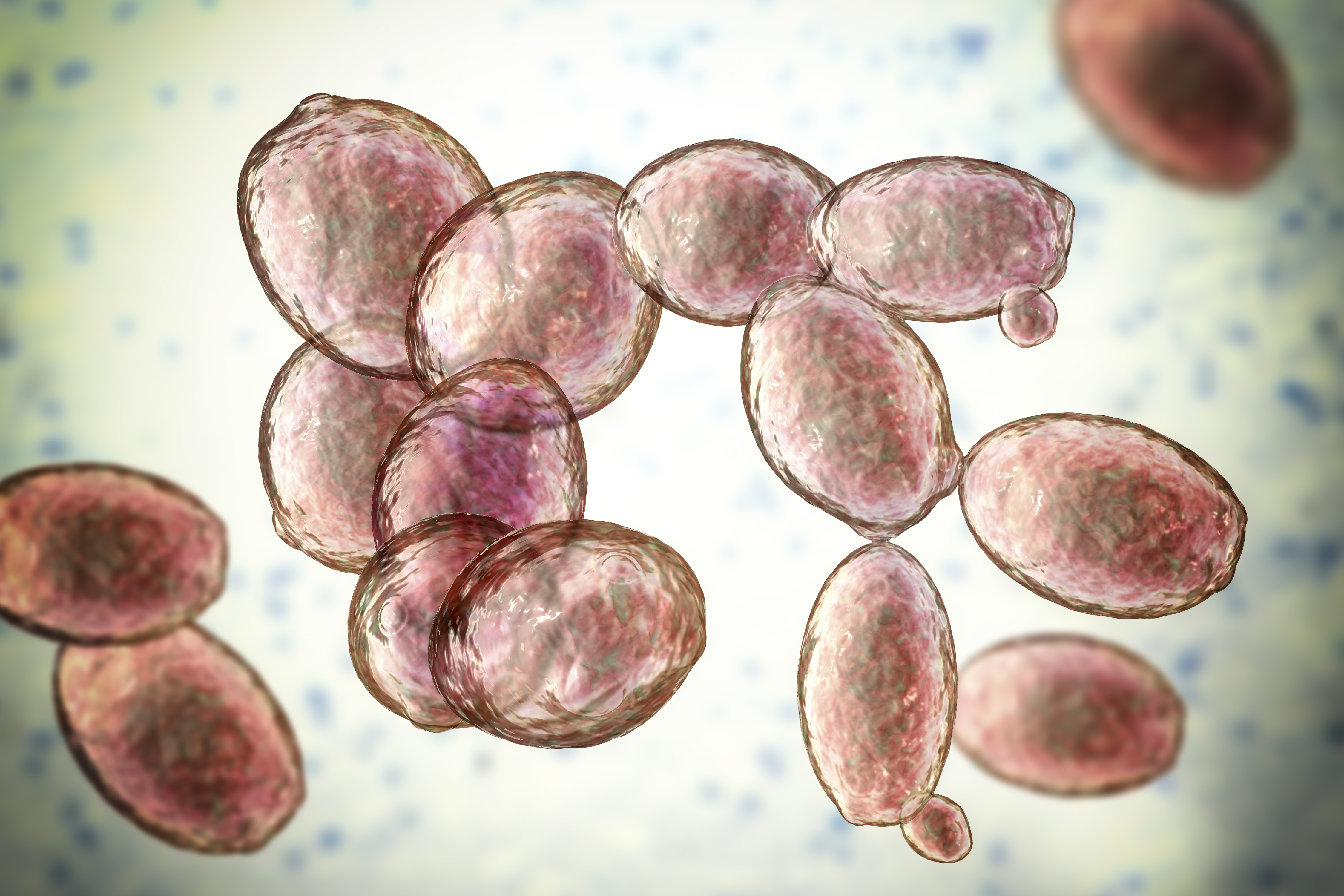 Saccharomyces cerevisiae