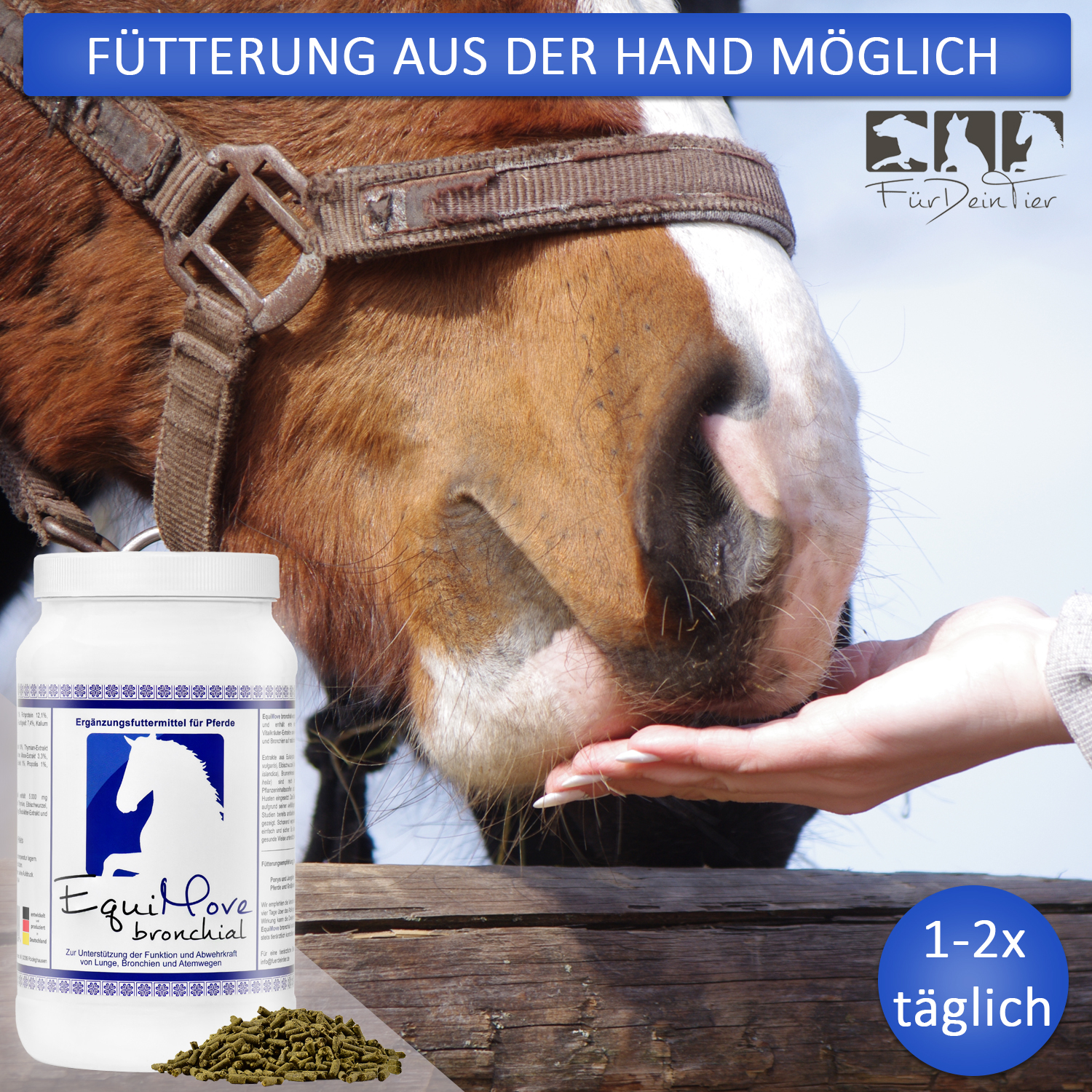 Fütterung von EquiMove bronchial