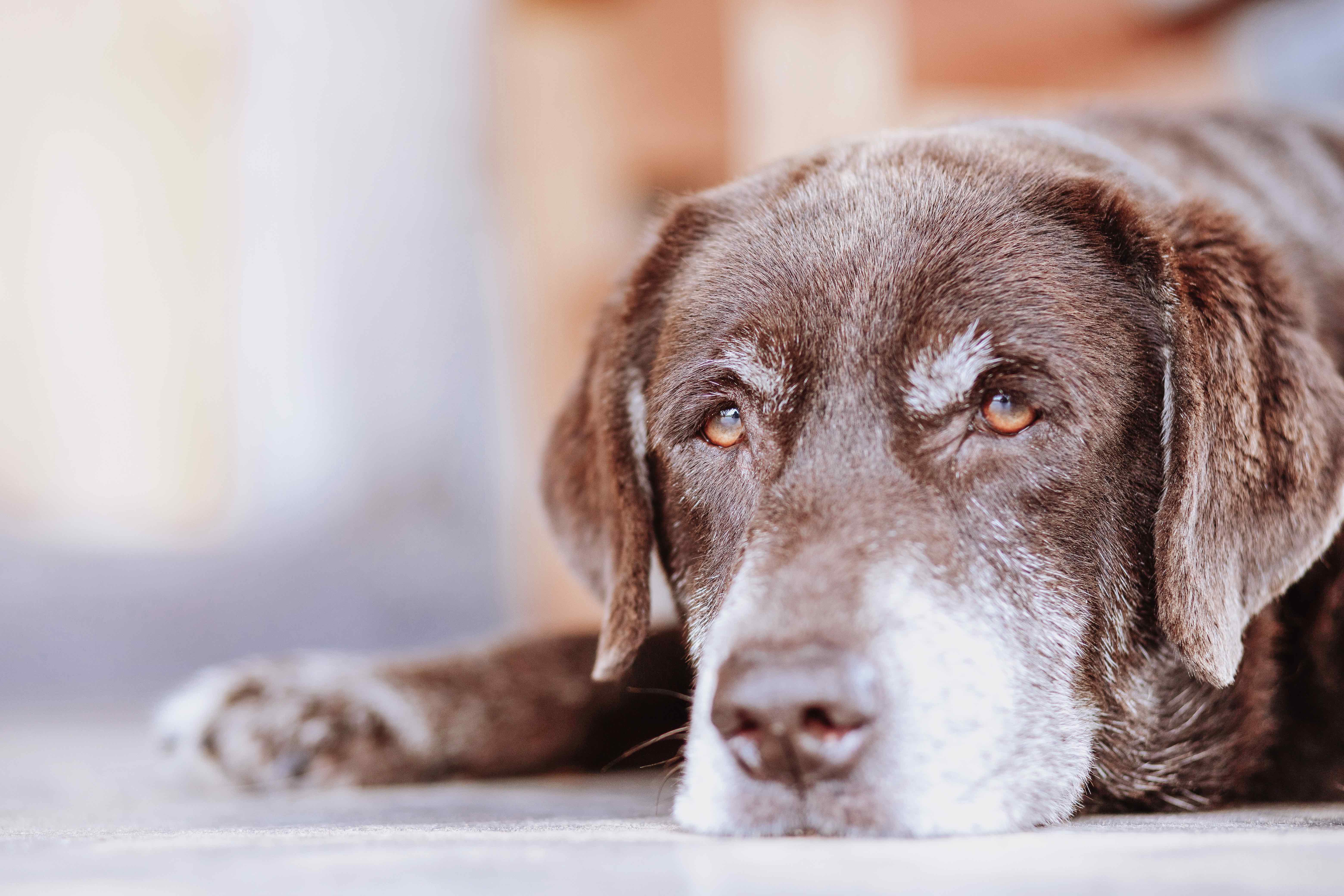 Gelenkverschleiß (Arthrose) beim Hund - und was man tun kann. Teil I: MSM und Hyaluronsäure