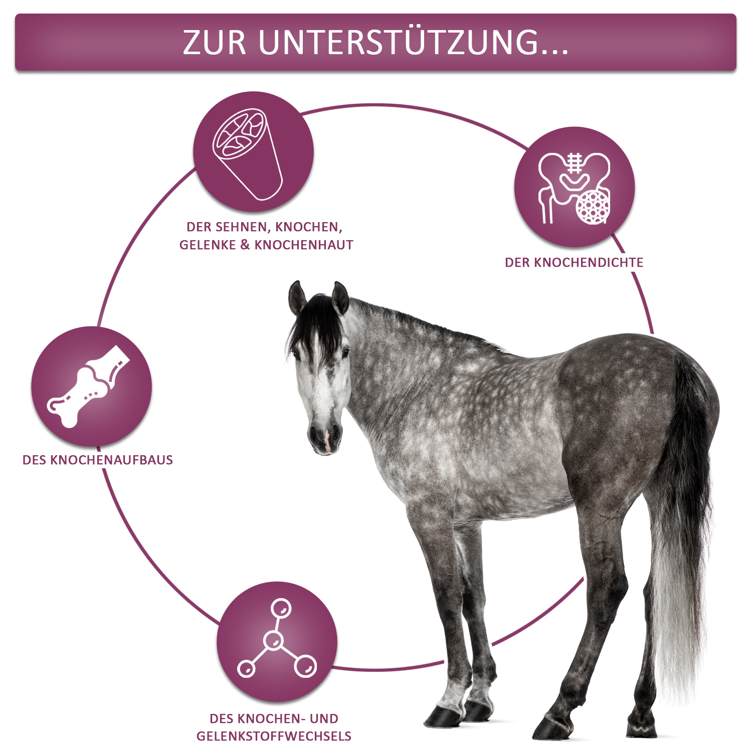 Wirkungen von EquiMove bones