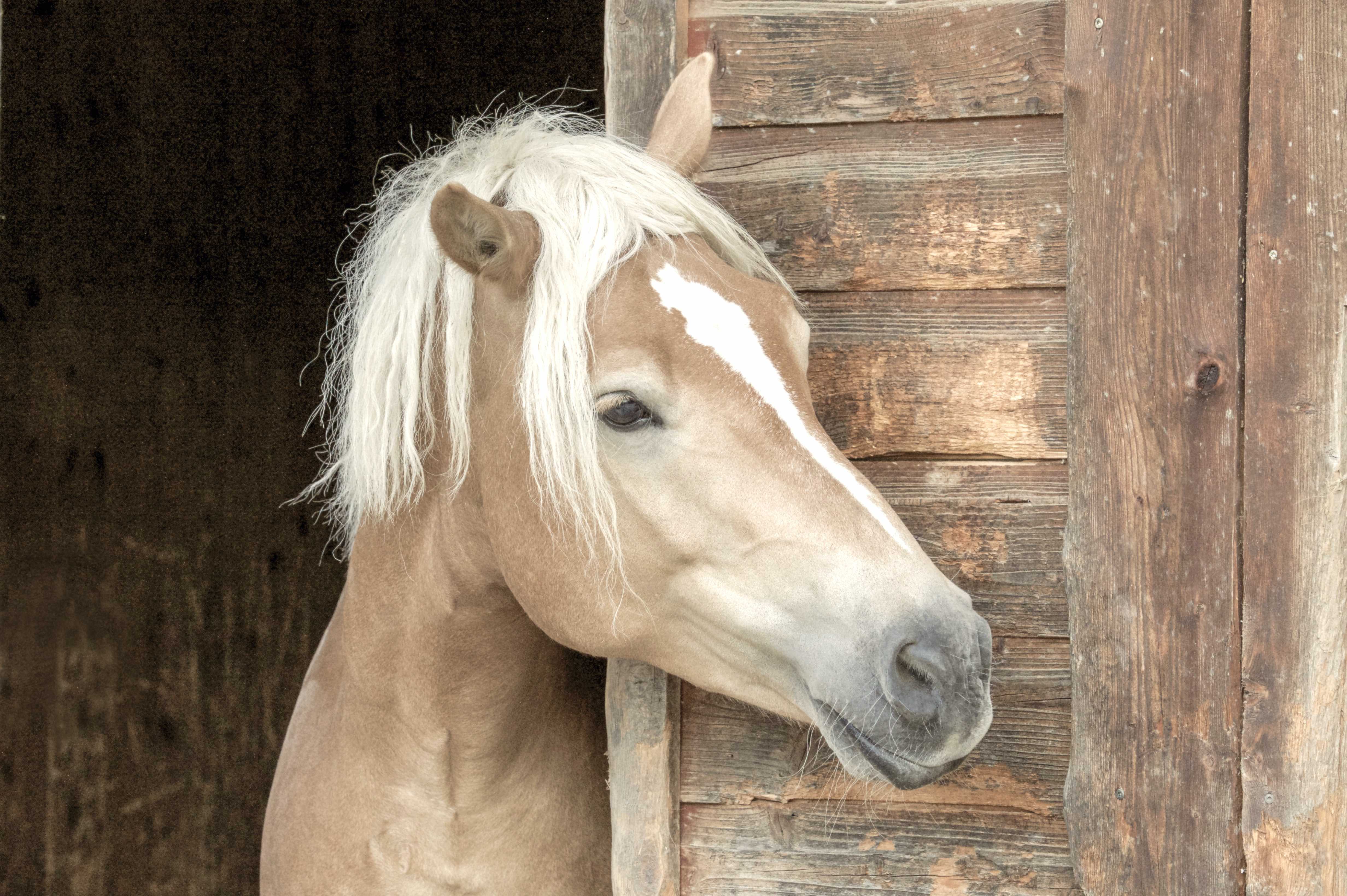 Das Pferd mit dem Ekzem oder: die Allergie im Frühjahr