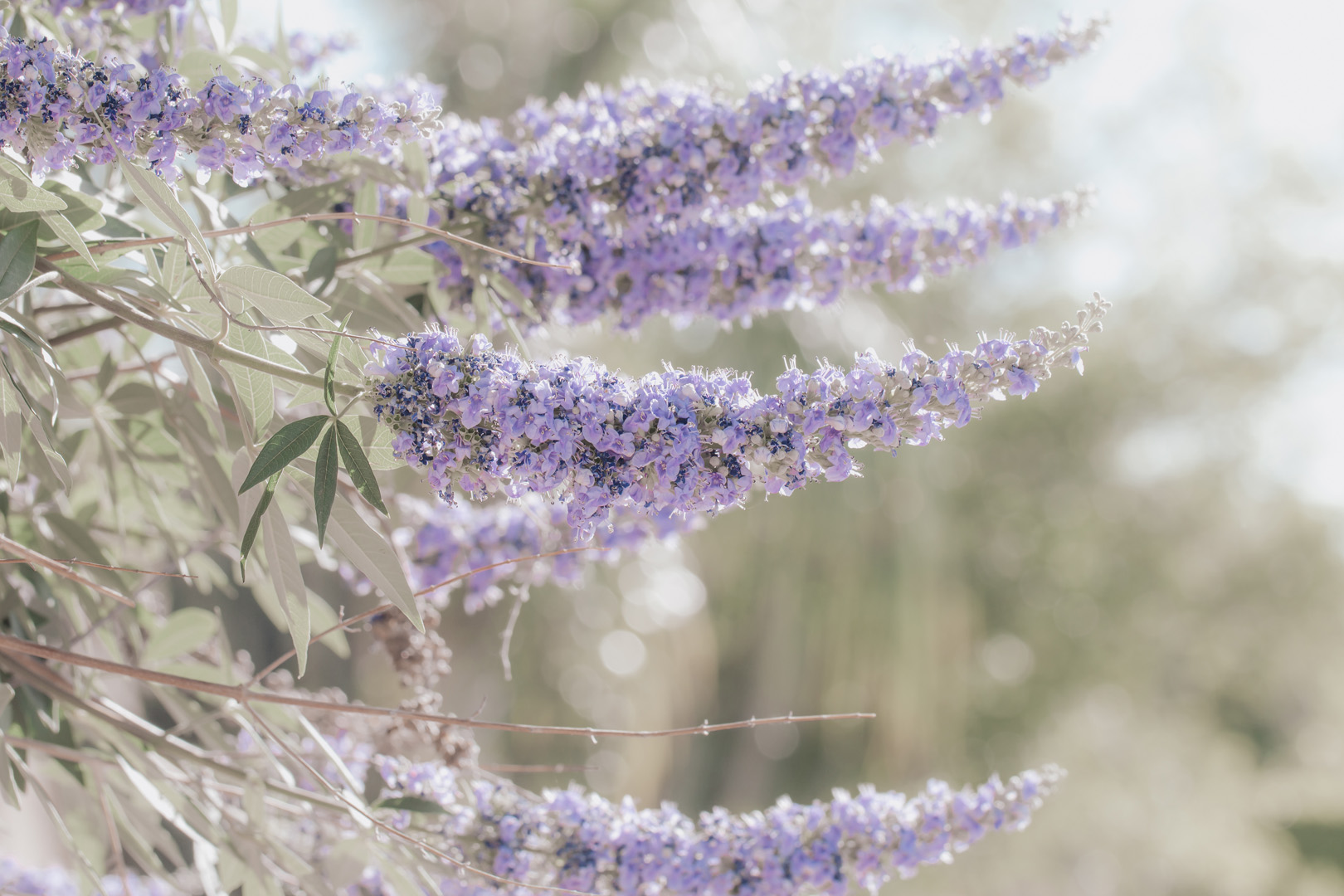 Mönchspfeffer-Extrakt