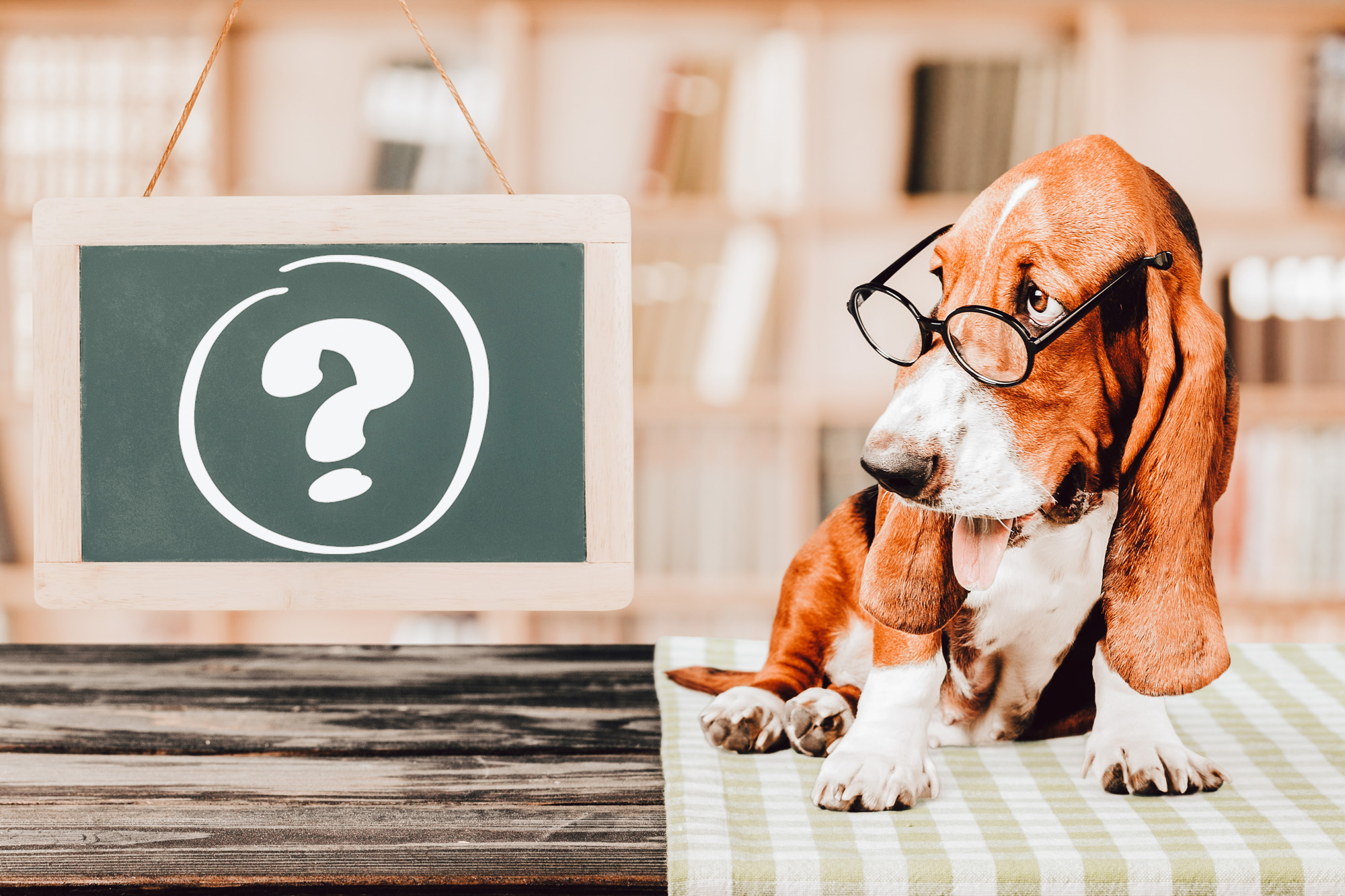 Augenprobleme beim Hund