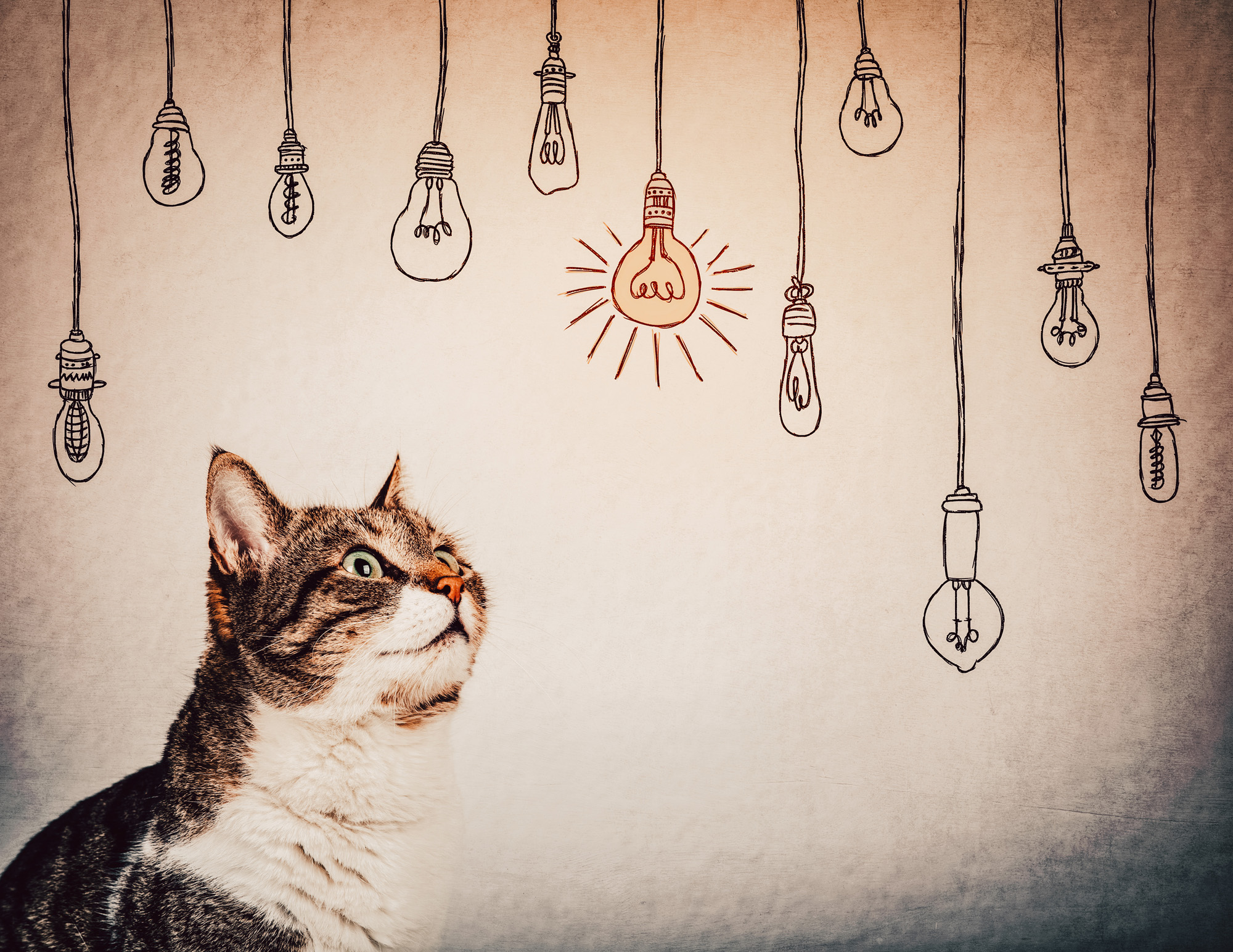 Hunde und Katzen als geriatrische Patienten