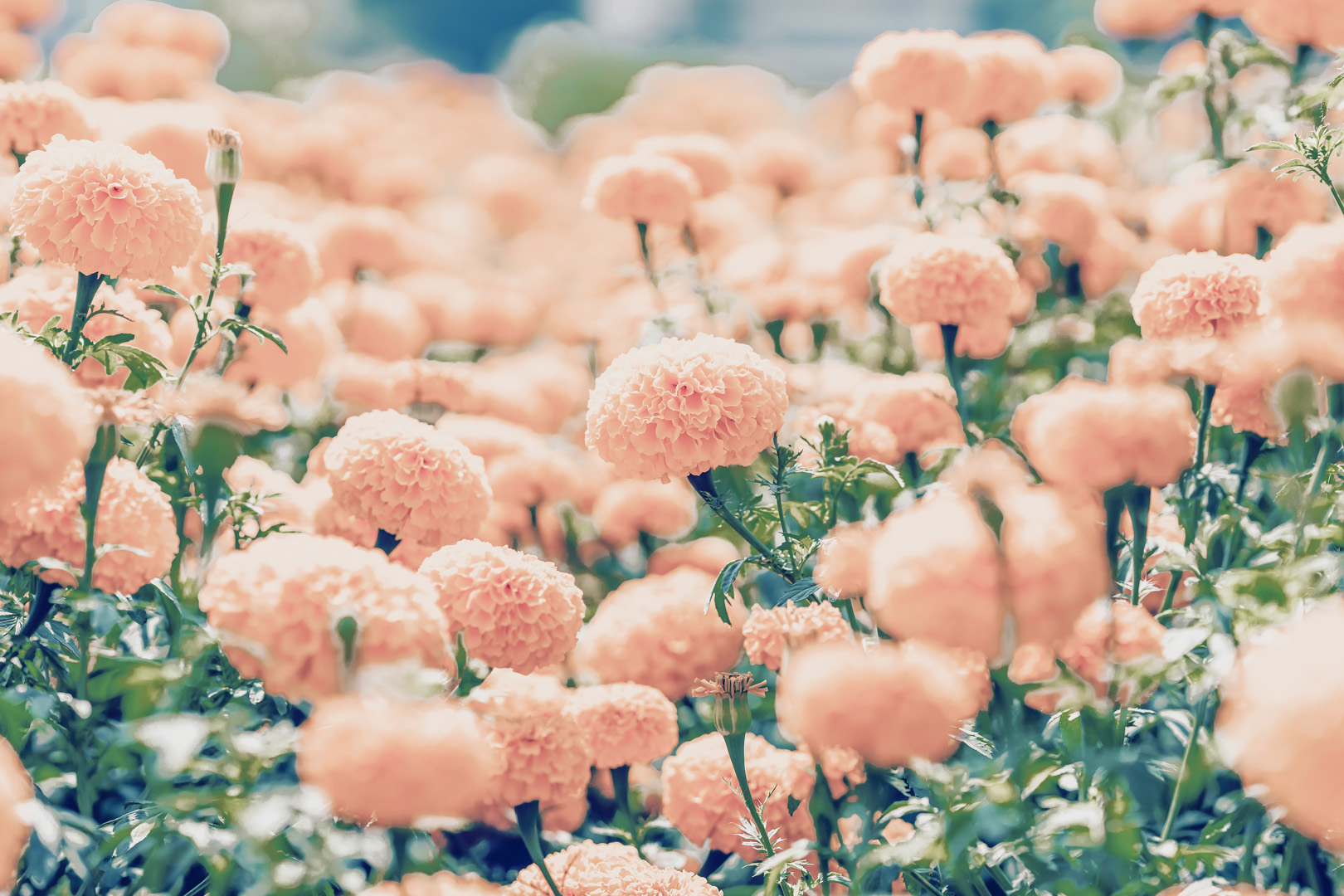 Ringelblumenblüten-Extrakt (FloraGlo®)