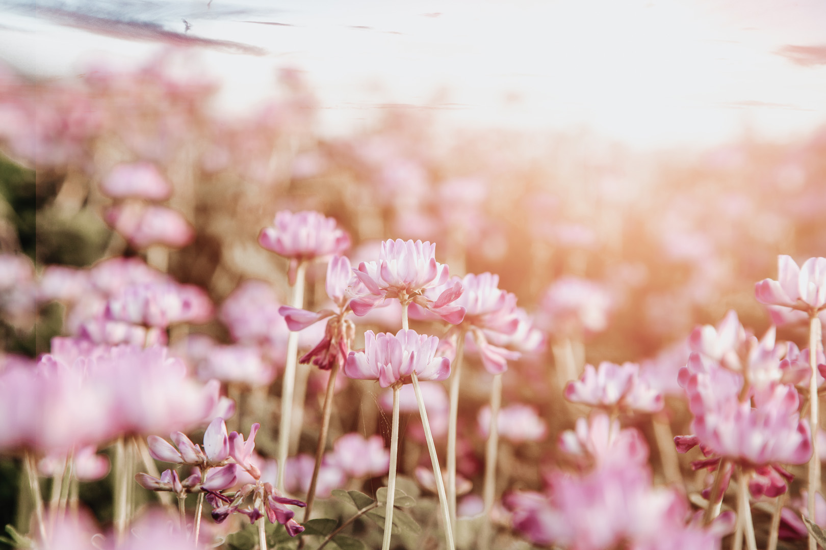 Astragalus-membranaceus-Extrakt