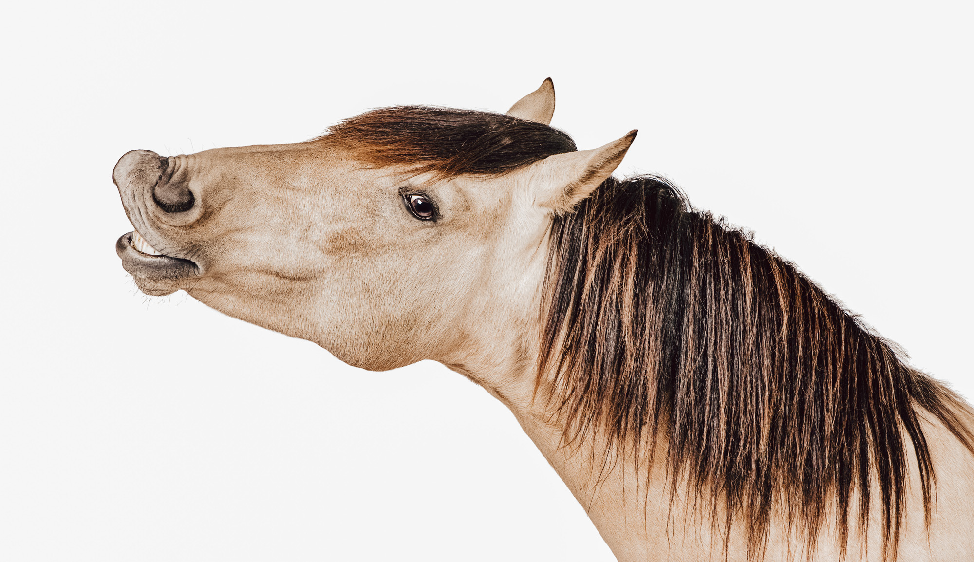 Headshaking und mehr: Ursachen, Symptome und Behandlungsmöglichkeiten